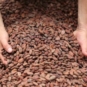 Cocoa Beans - Image 2